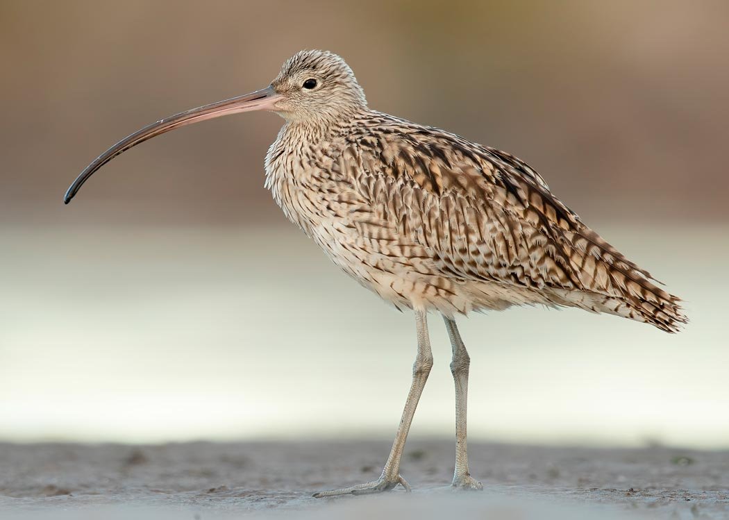 Дальневосточней кроншнеп