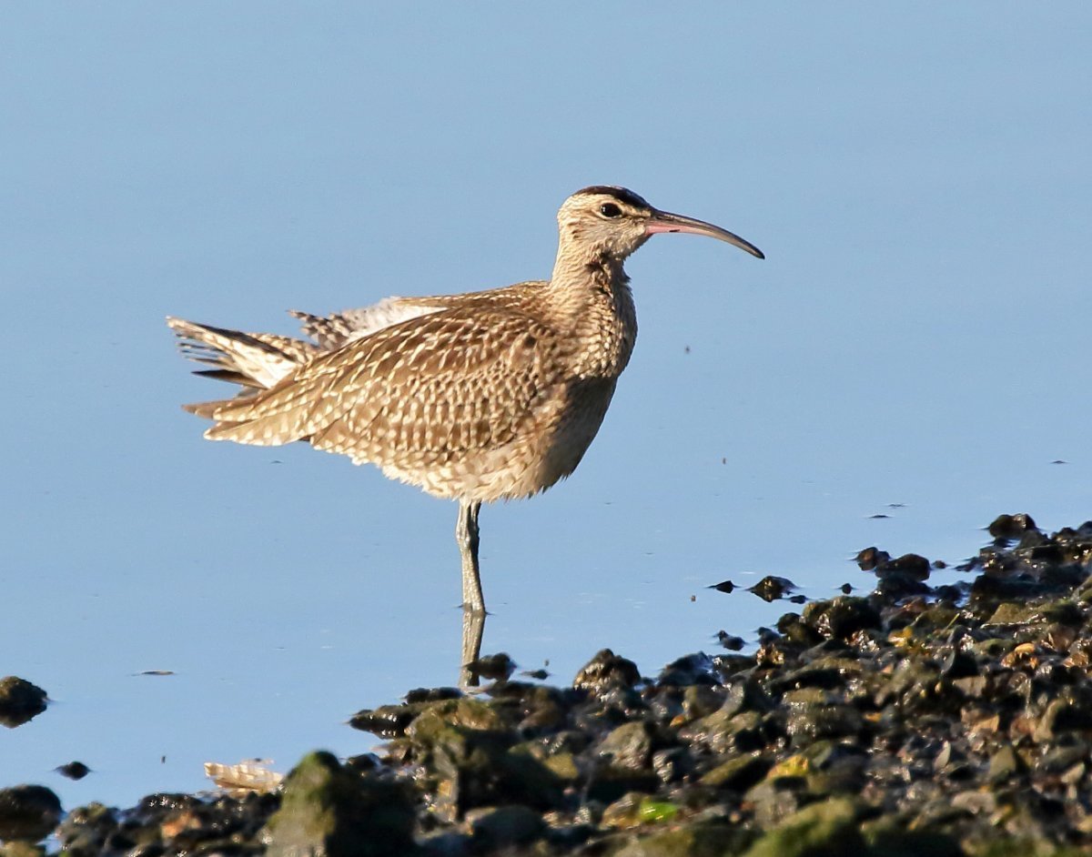 Птица кроншнеп раскраска