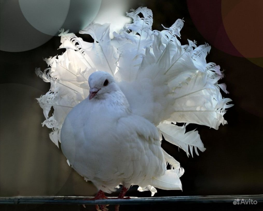 Породы голубей павлиний