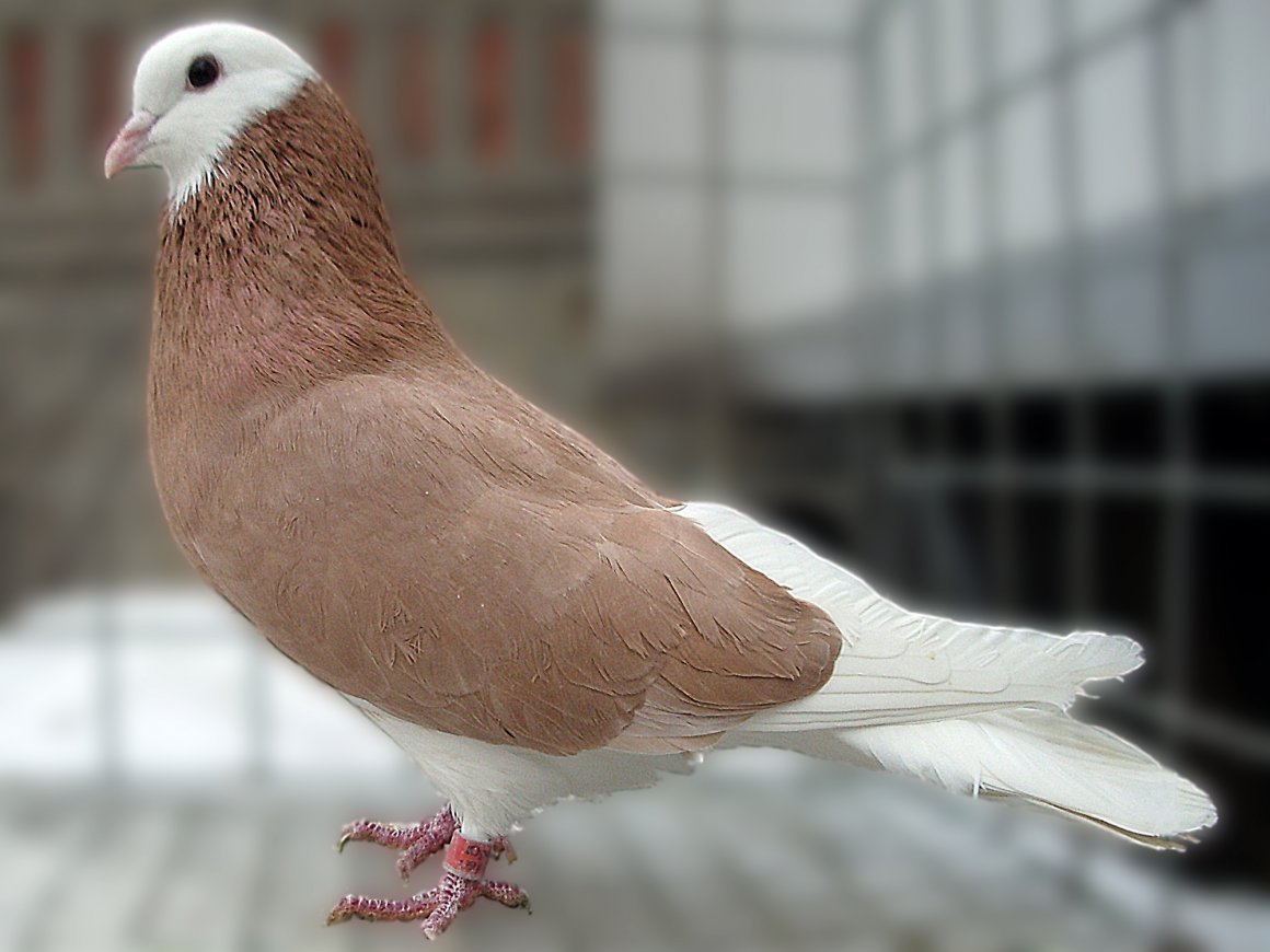 Пермские высоколетные голуби