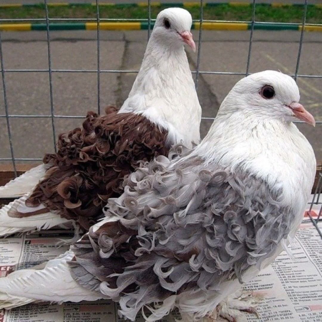 Красивые голуби