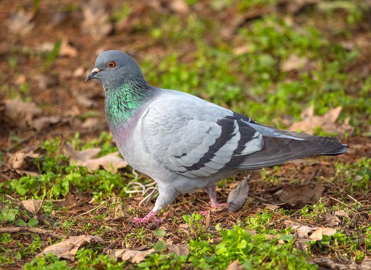 Птица сизый голубь Омск фото