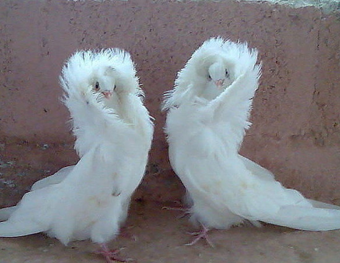 Голуби Павлины чубатые лохмоногие