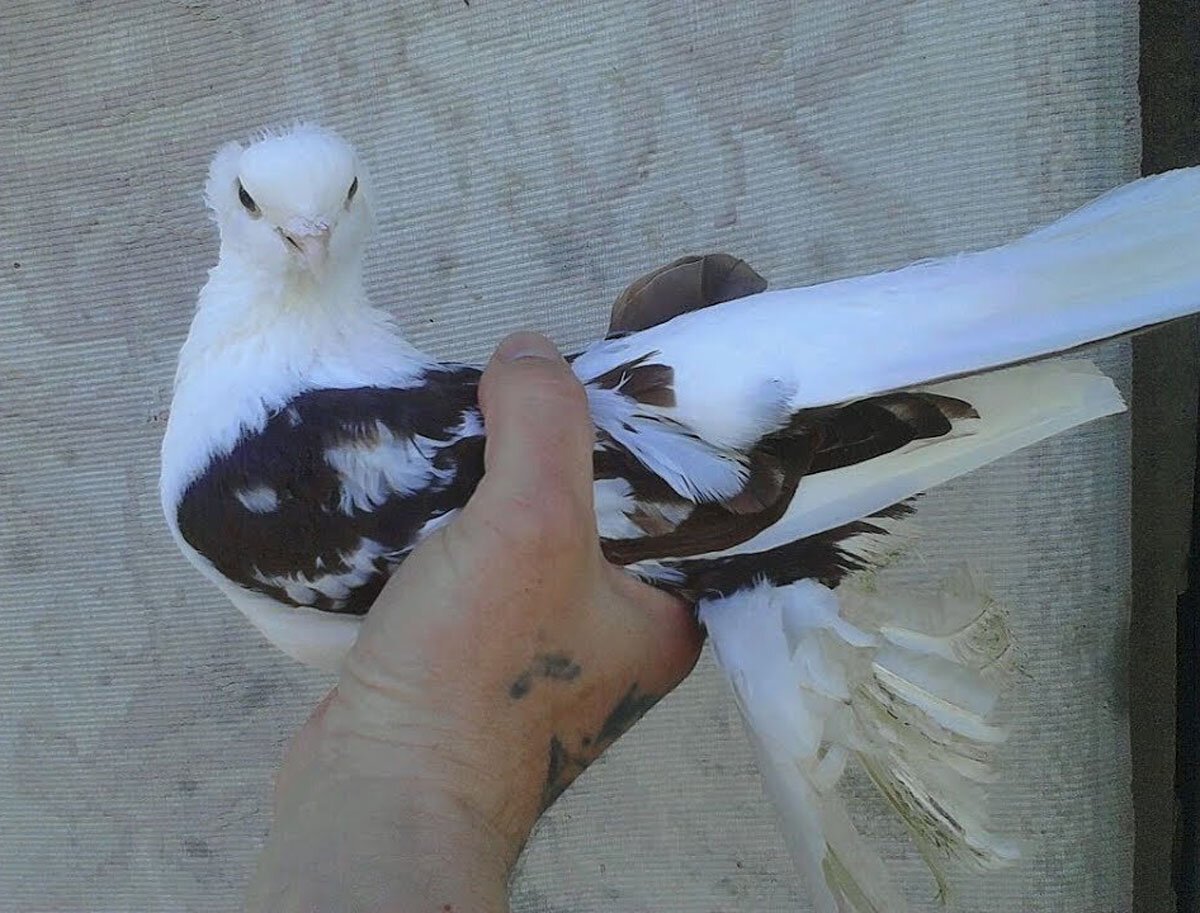 Бойные голуби Ирака