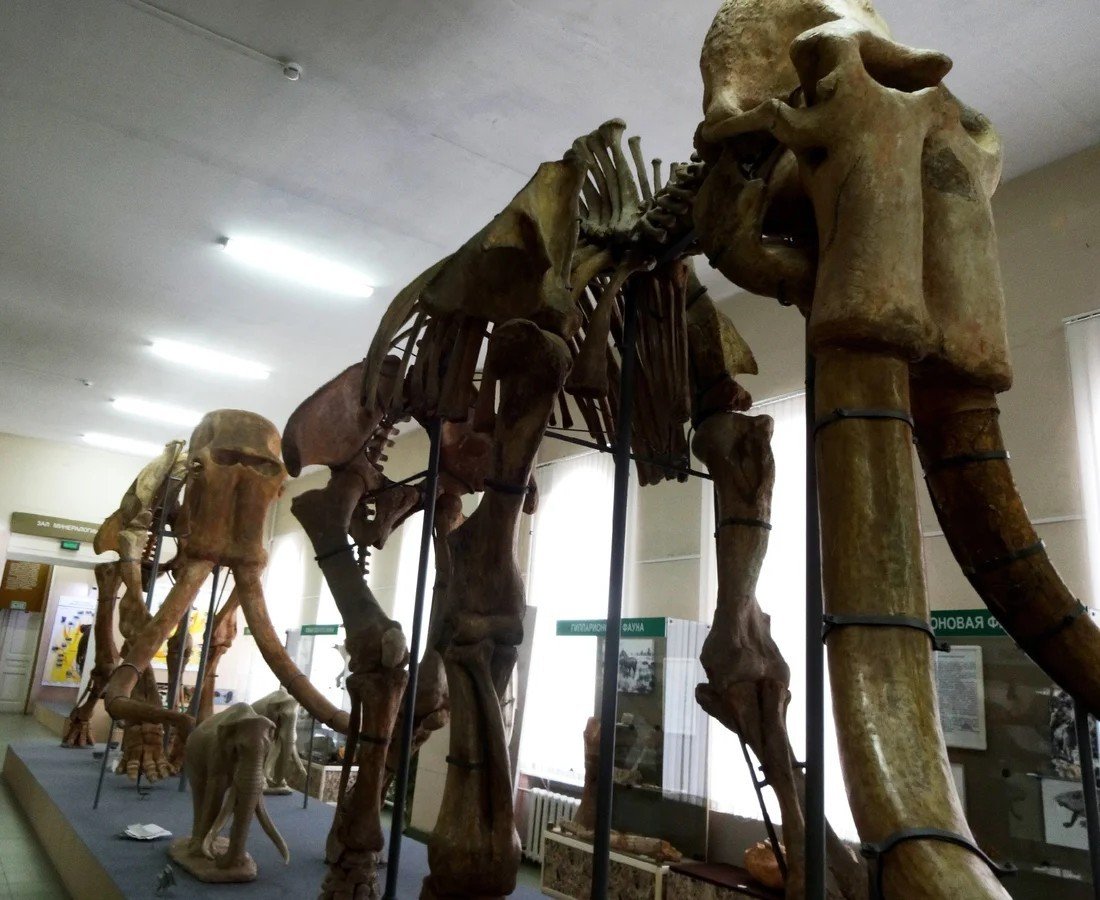 Ставрополь Южный слон краеведческий музей