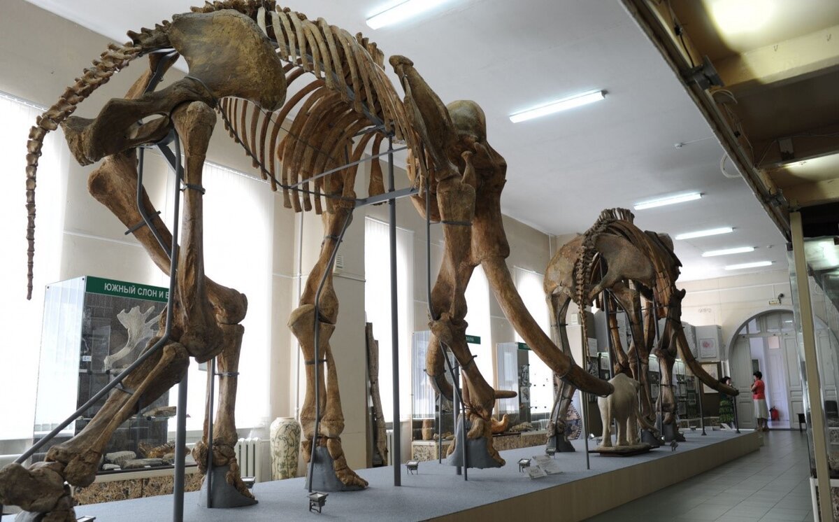 Южный мамонт скелет