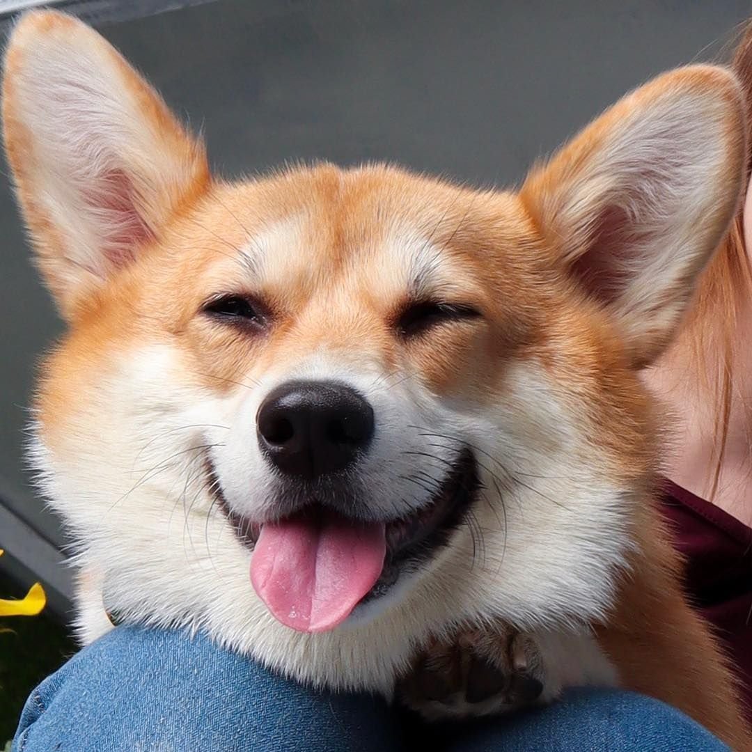 Вельш корги морда