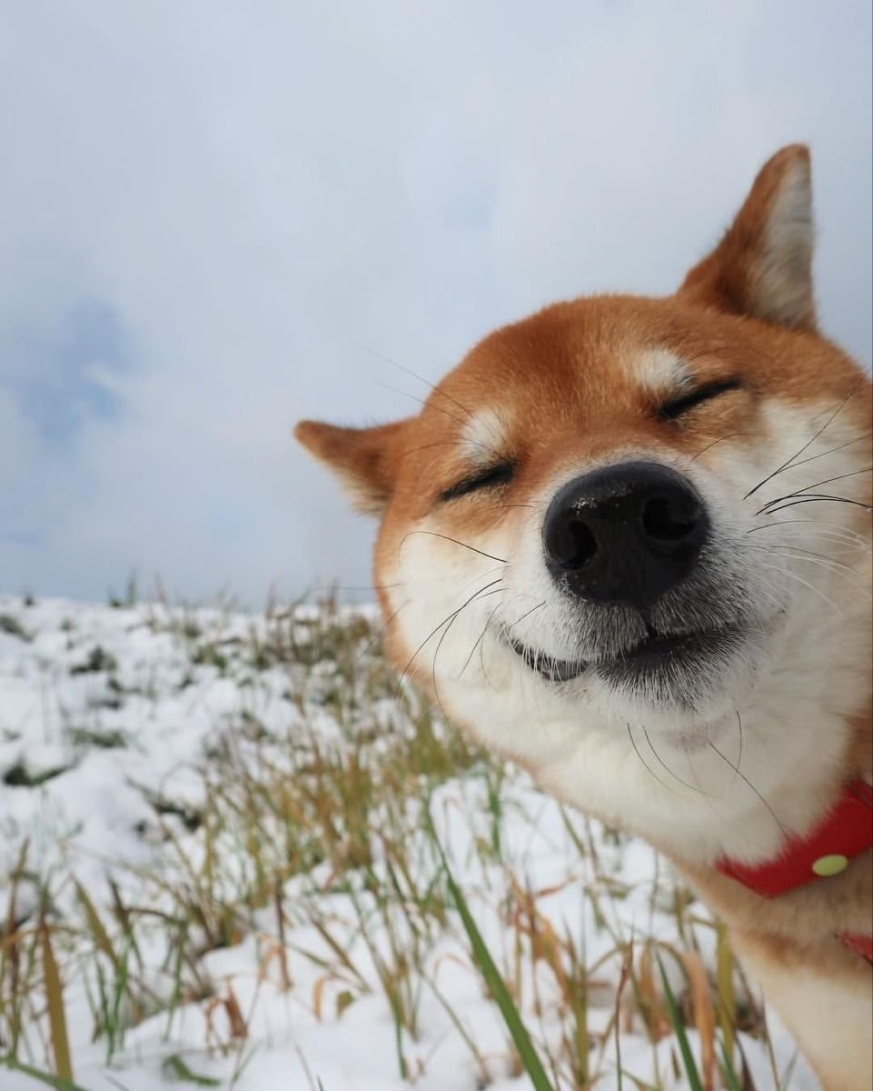 Акита ину собака улыбака