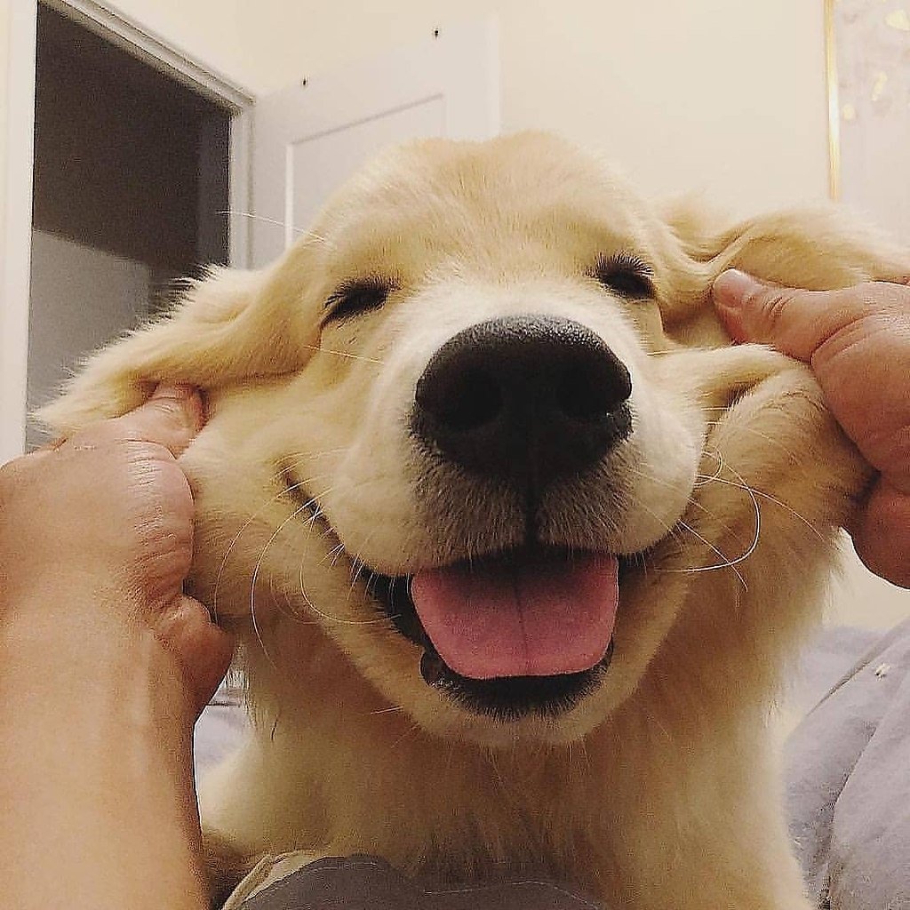 Золотистый ретривер