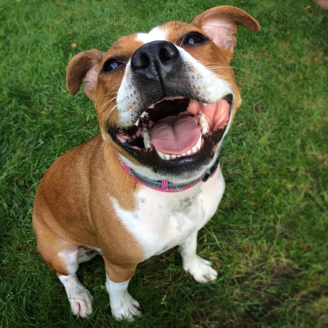 Самые улыбчивые собаки