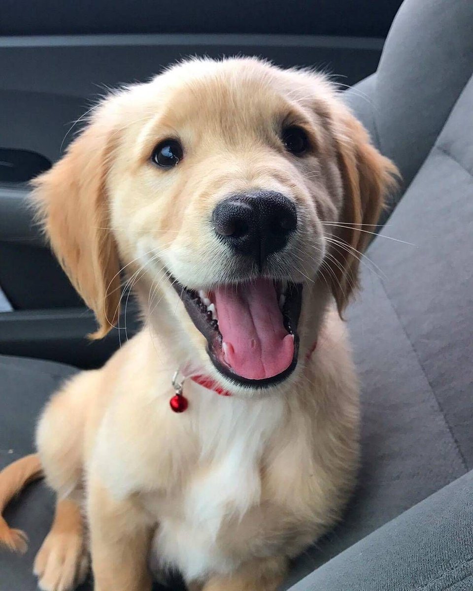 Паппи золотистый ретривер