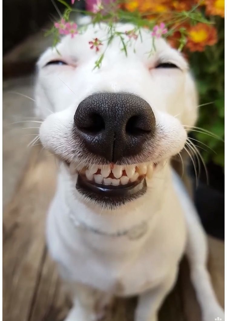 Животные смеются