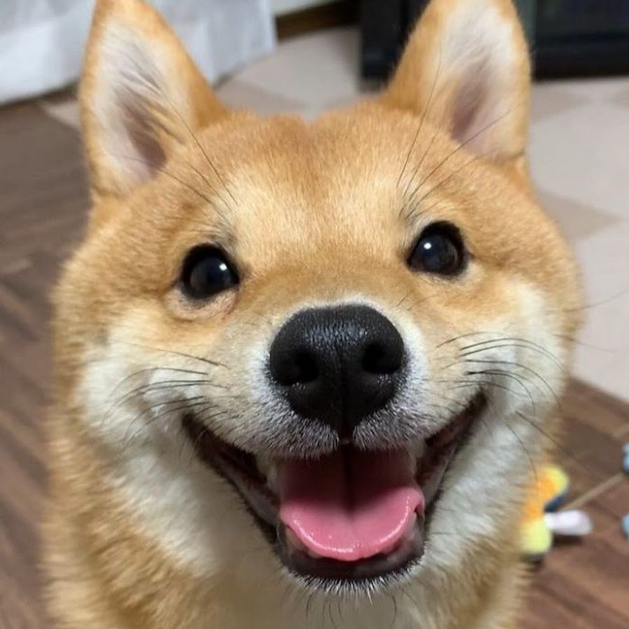 Порода сиба ину