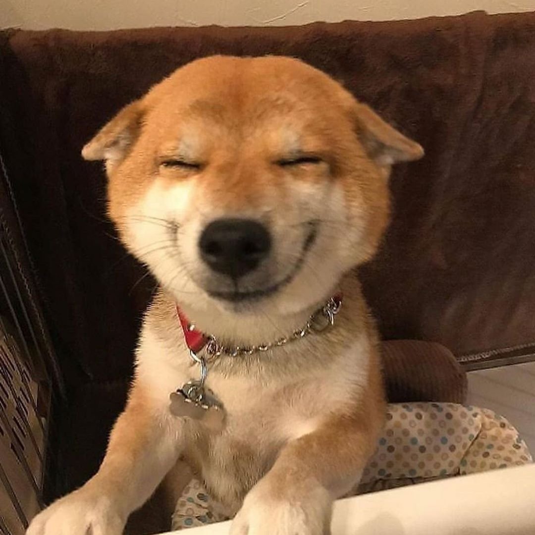 Сиба ину улыбается