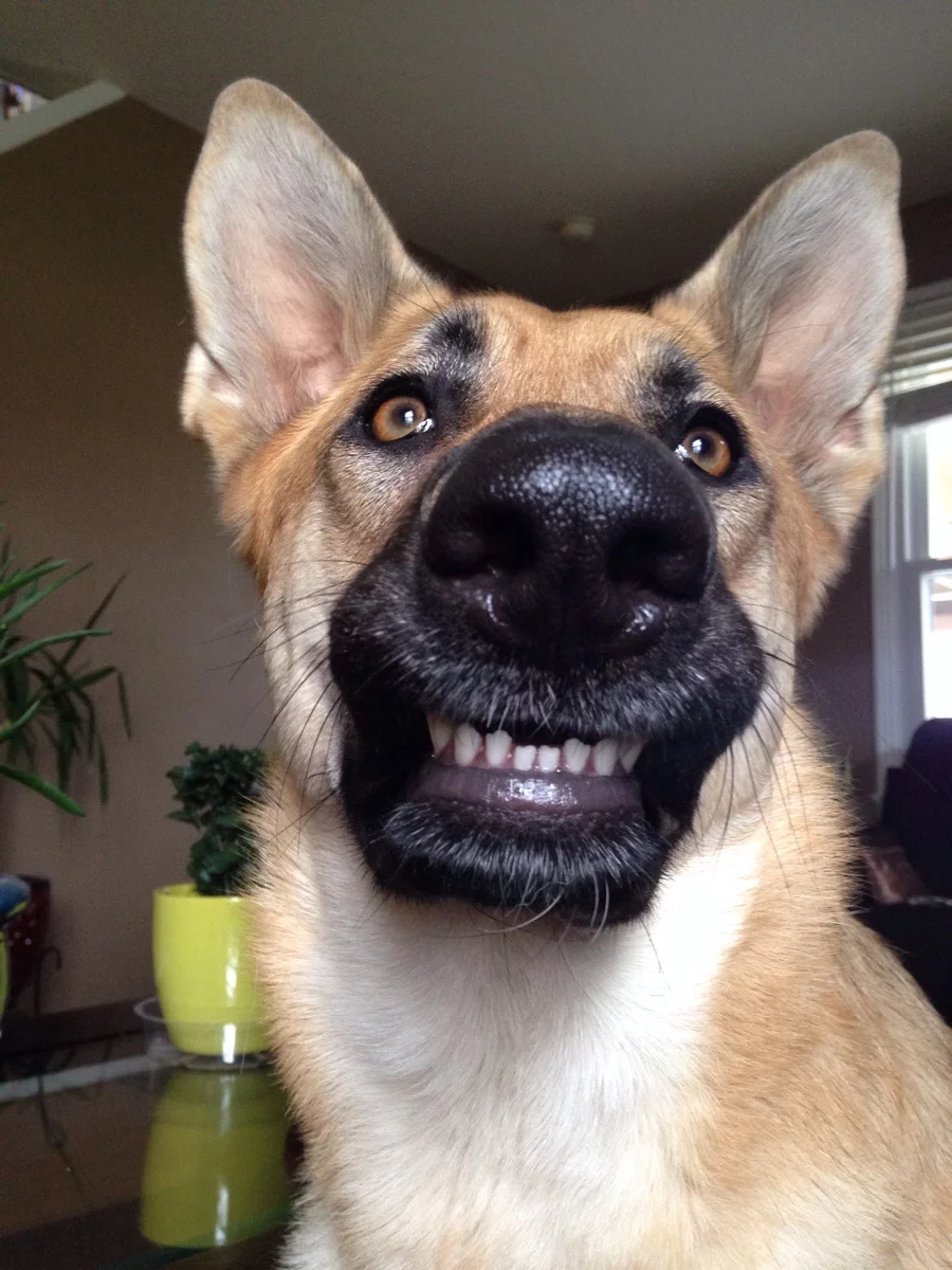 Смешные собаки