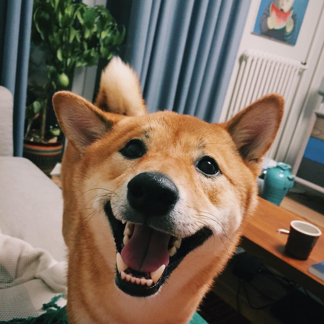 Ржущий сиба ину