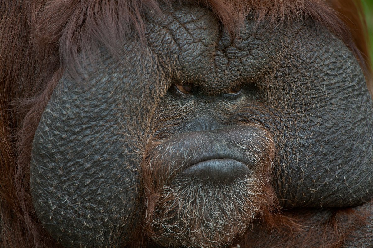 Морда обезьяны