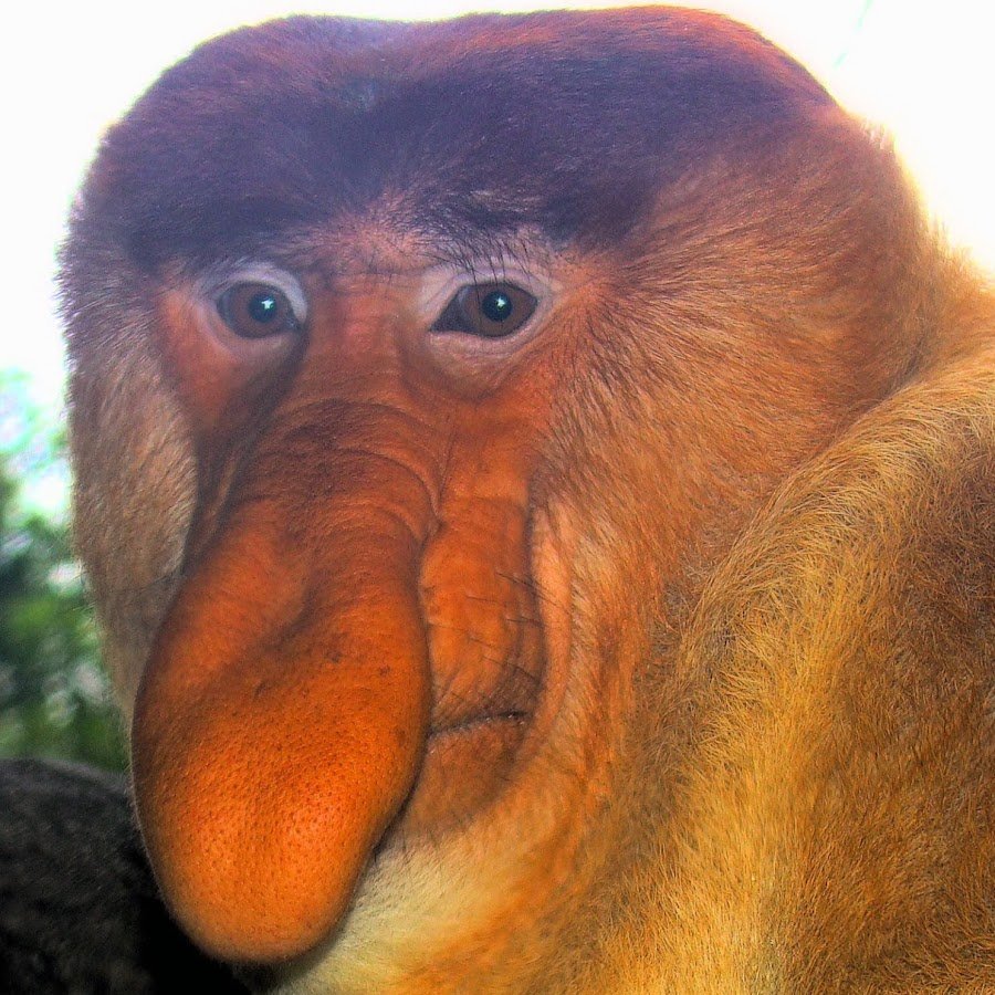 Обезьяна с большим носом