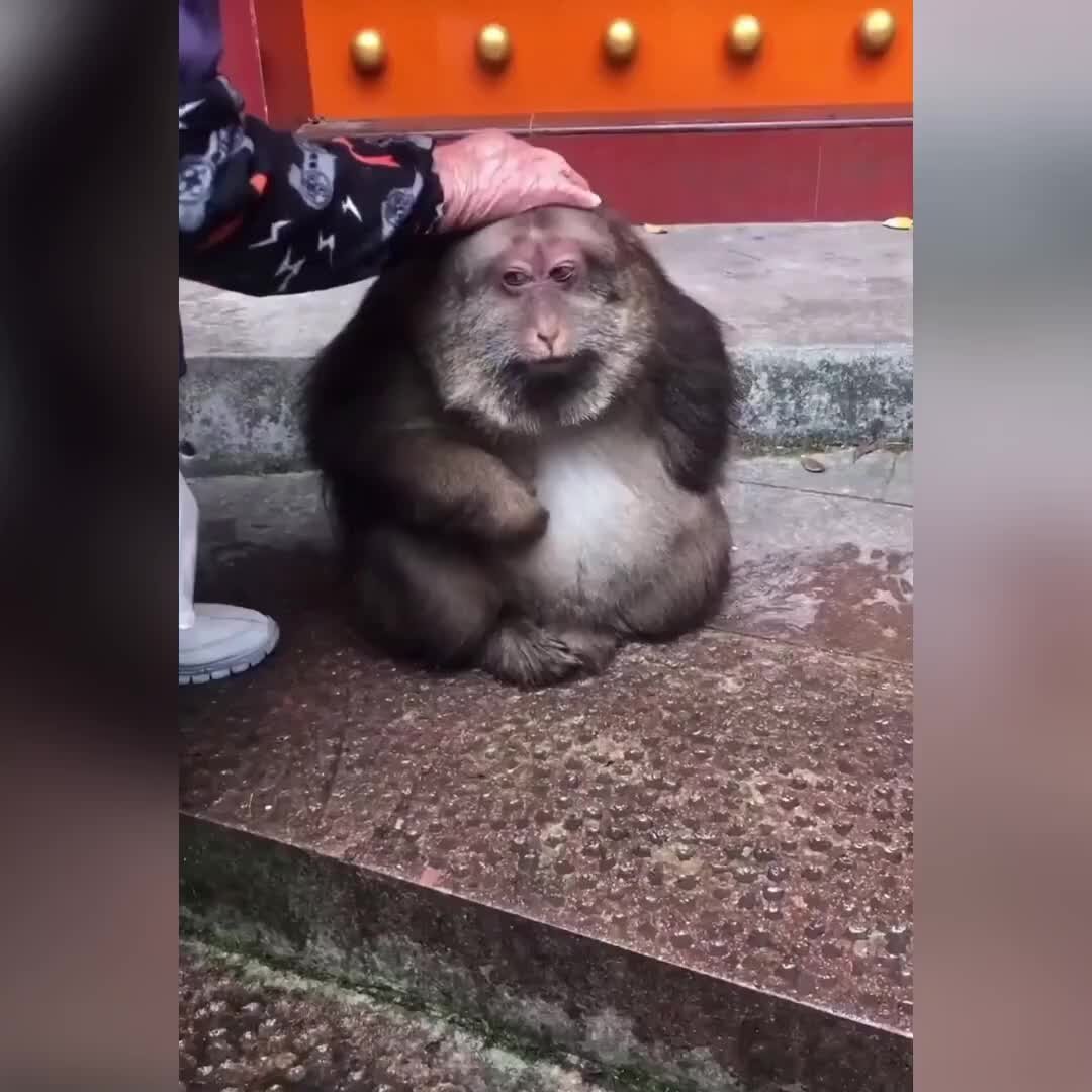 Пузатая обезьяна