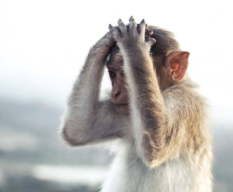Обезьяна в шоке