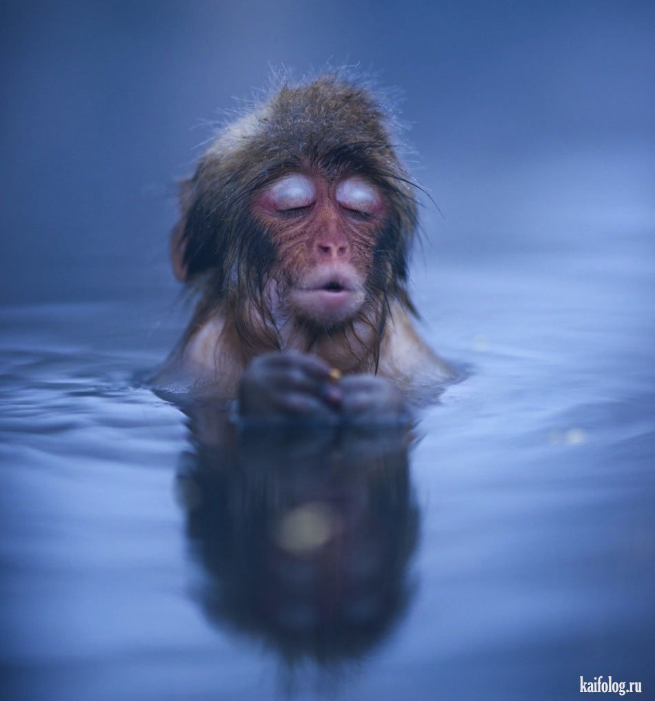 Обезьянка в ванне