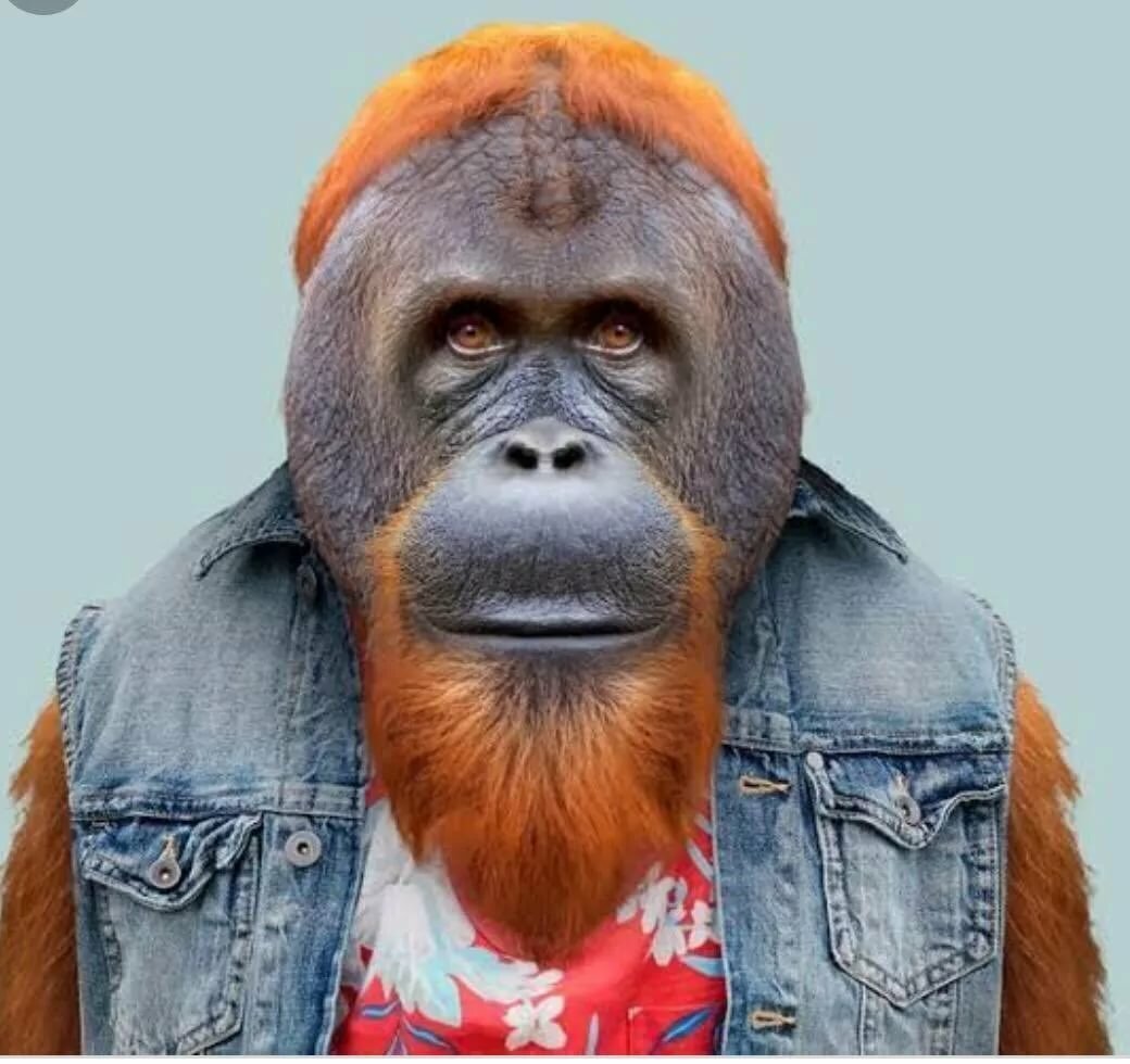 Орангутан и шимпанзе