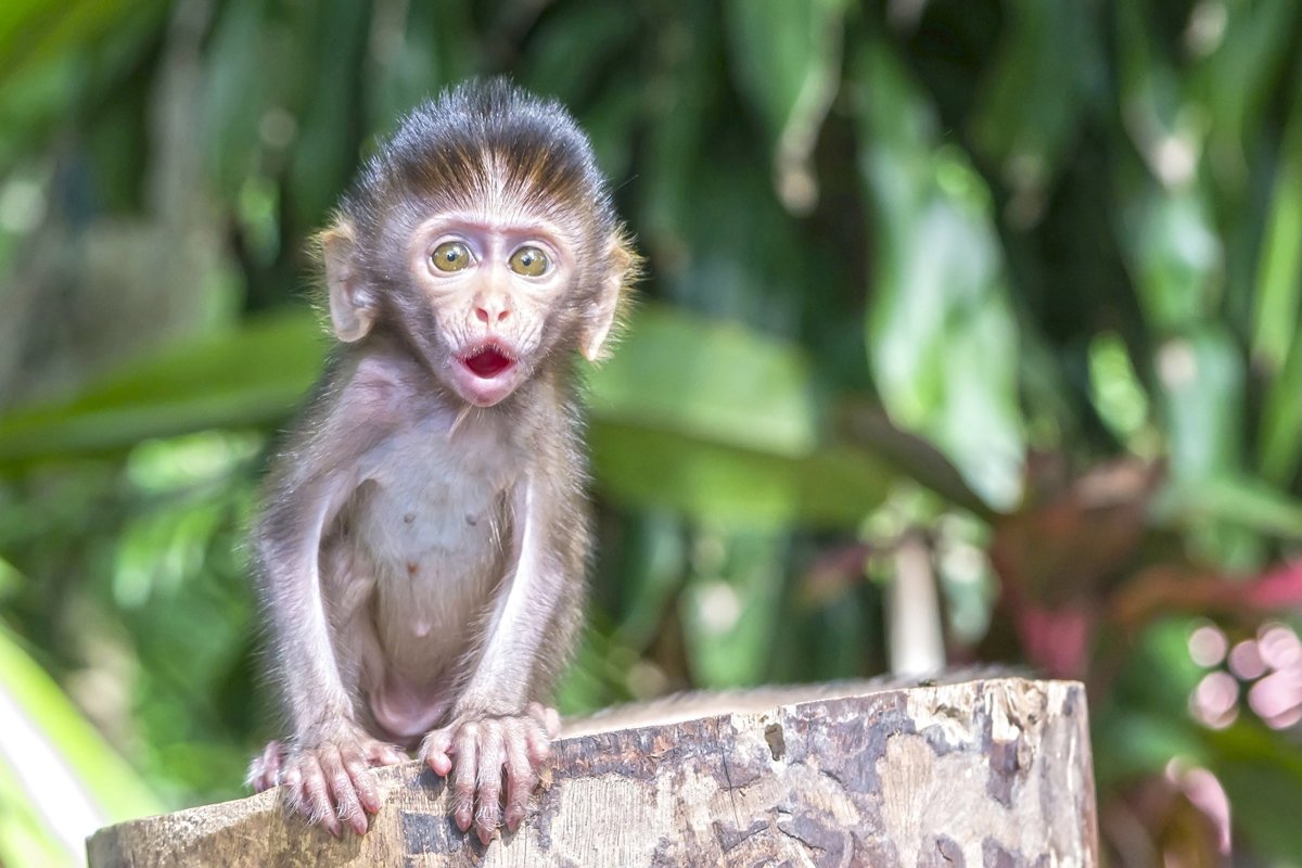 Удивленная мартышка