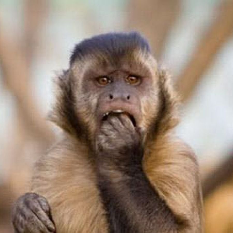 Эмоции обезьян