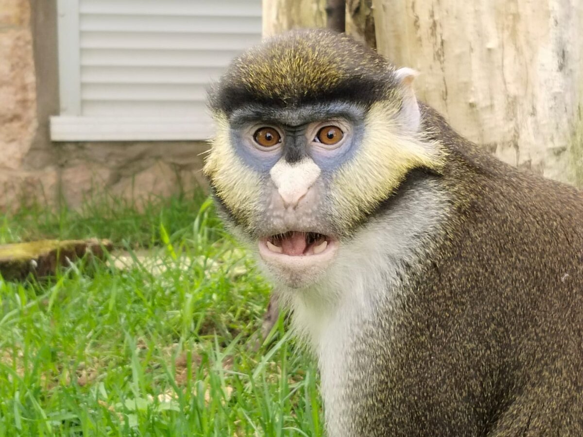 Обезьяна Эйнштейн