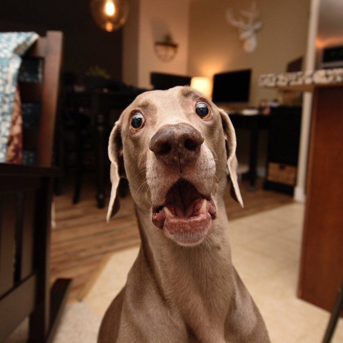 Испуганная собака