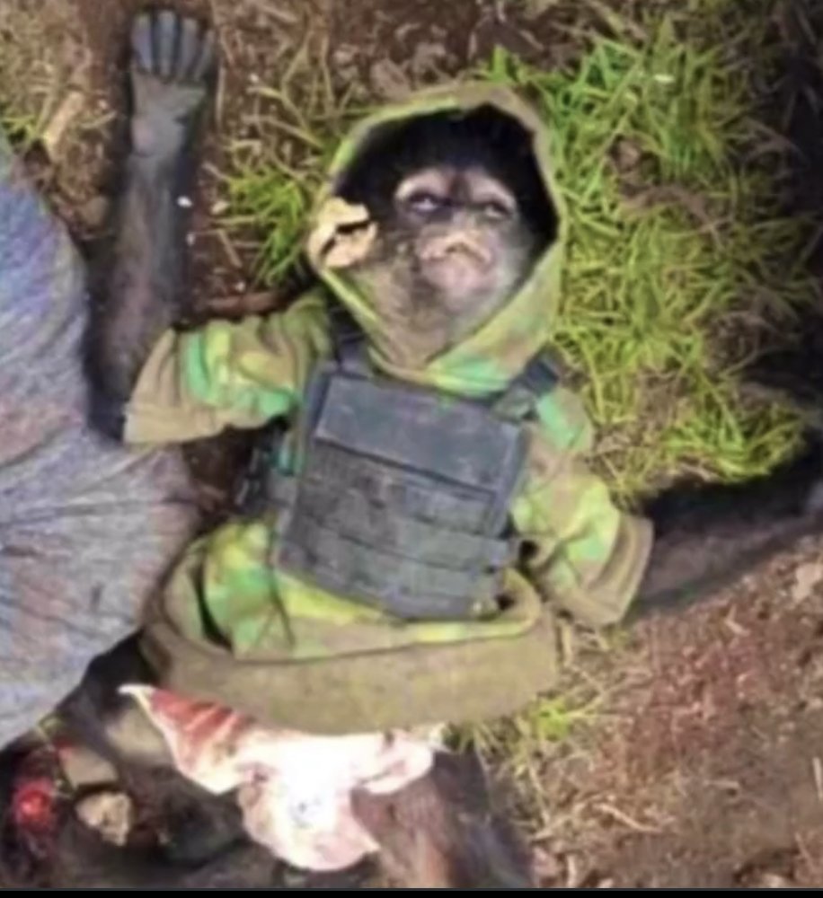 Обезьяна в военной форме