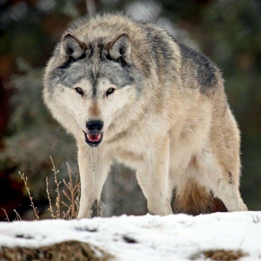 Сибирский волк
