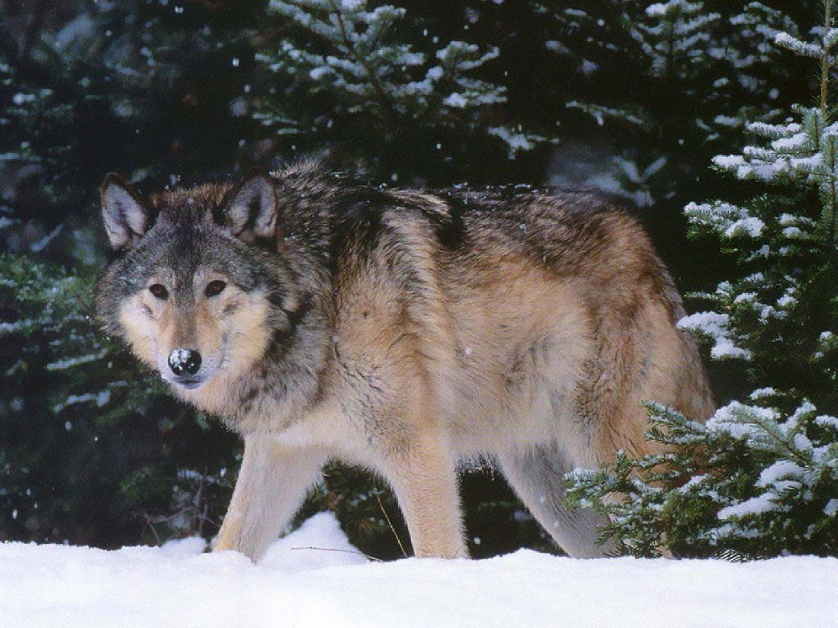 Таёжный волк