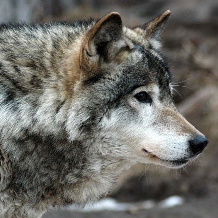 Волки в Грузии
