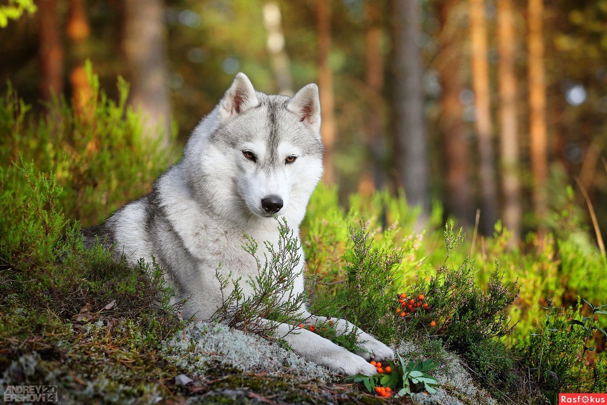Западно Сибирская хаски