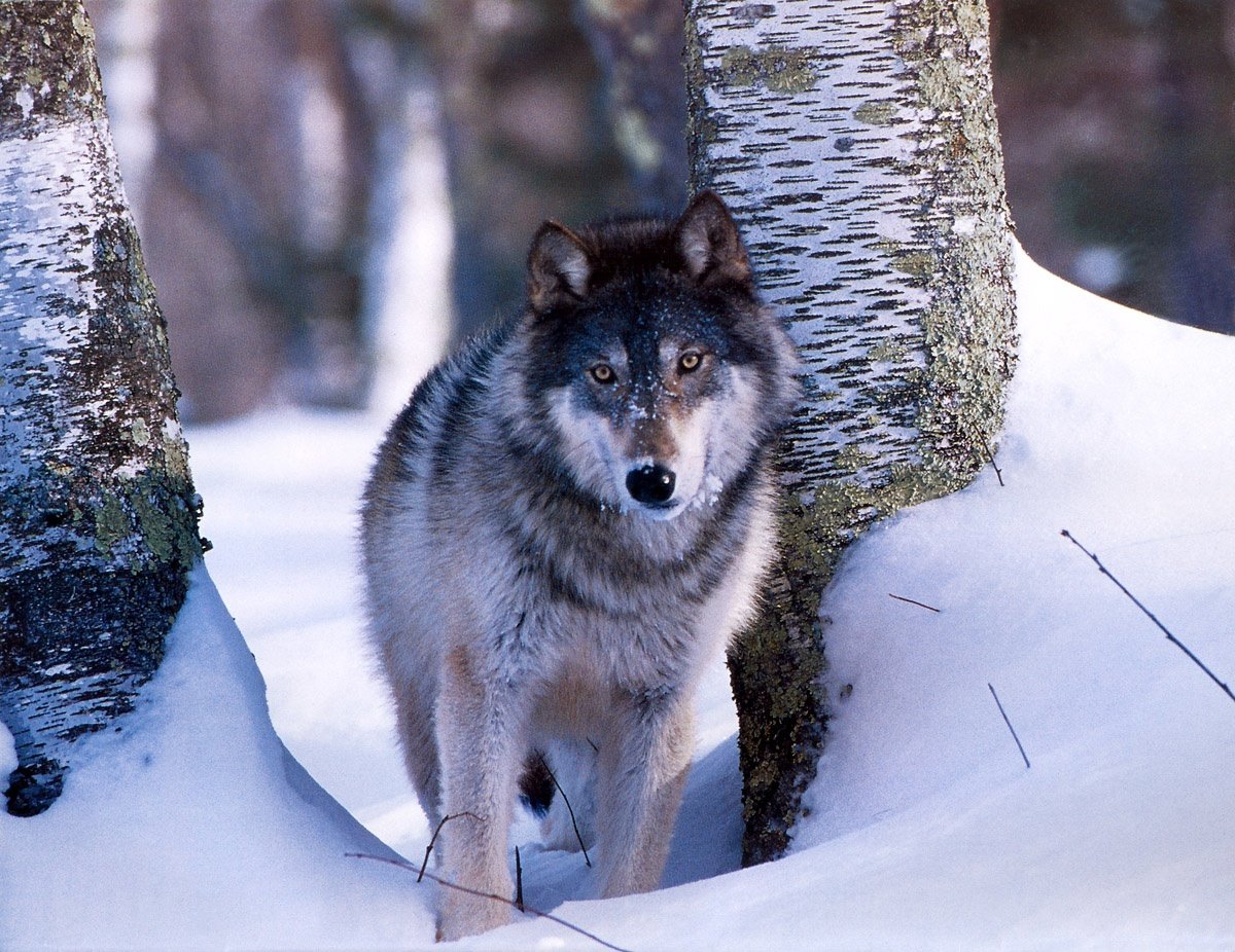 Звери в зимнем лесу