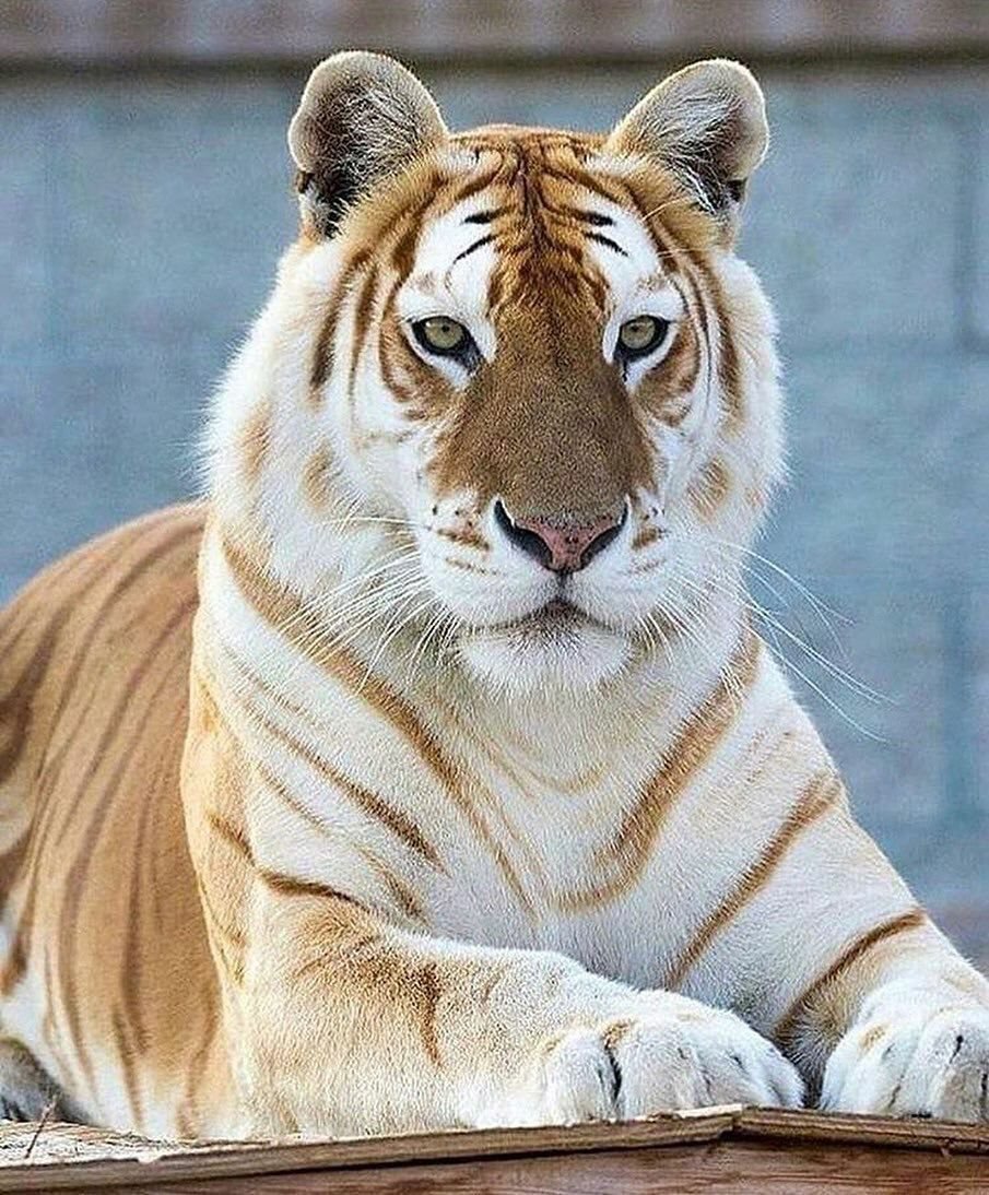 Голден Тайгер тигр