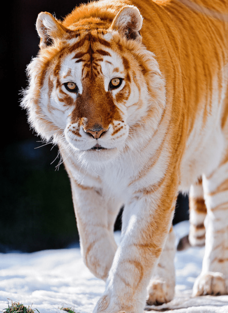 Золотой Амурский тигр