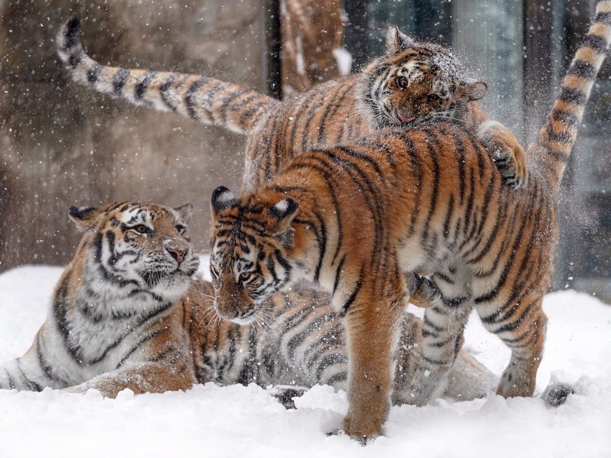 Амурский тигр с тигрятами