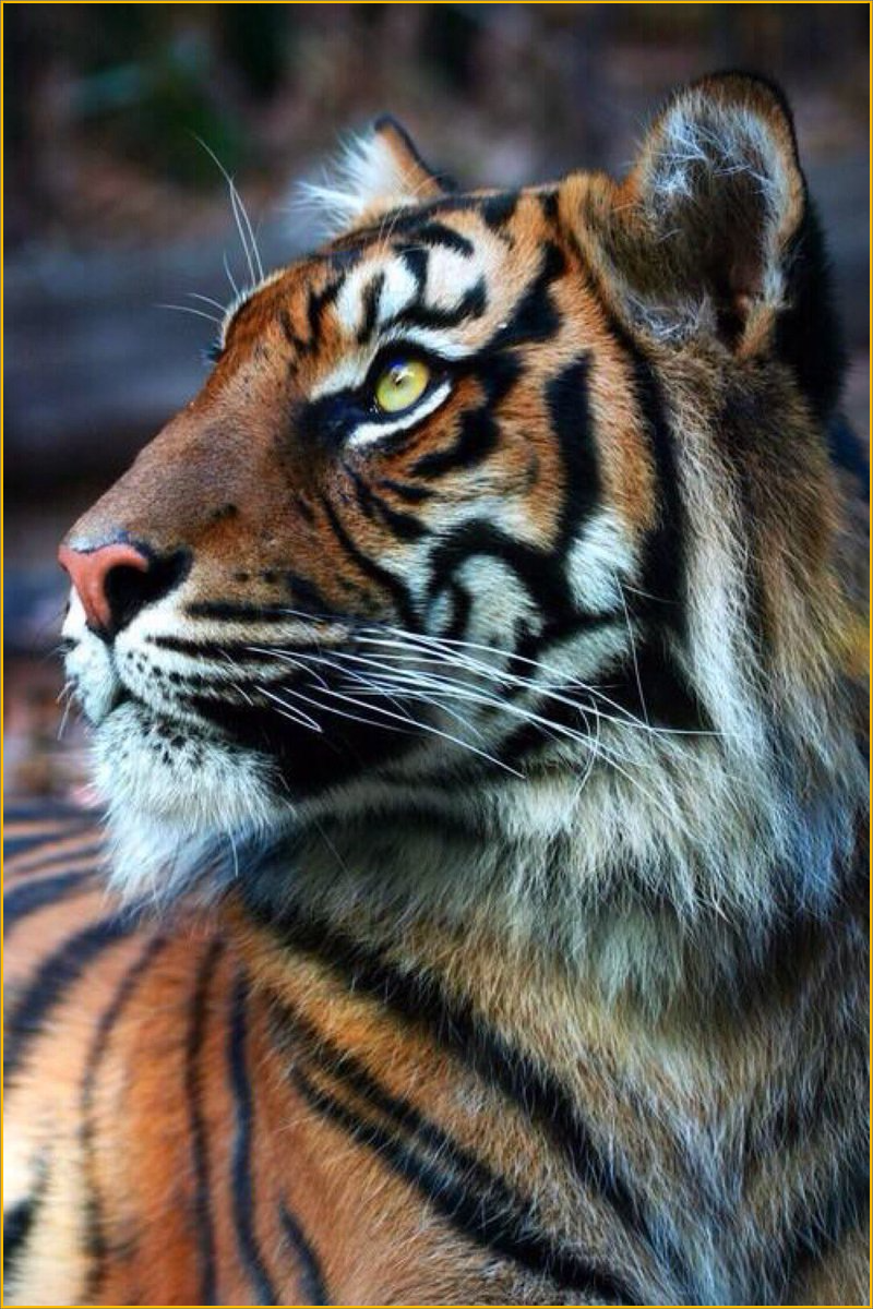 Красивый тигр