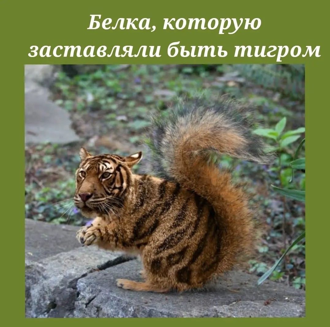 Смешной тигр