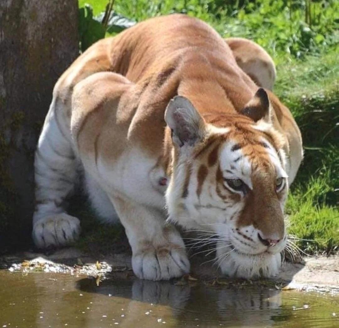 Голден Тайгер тигр