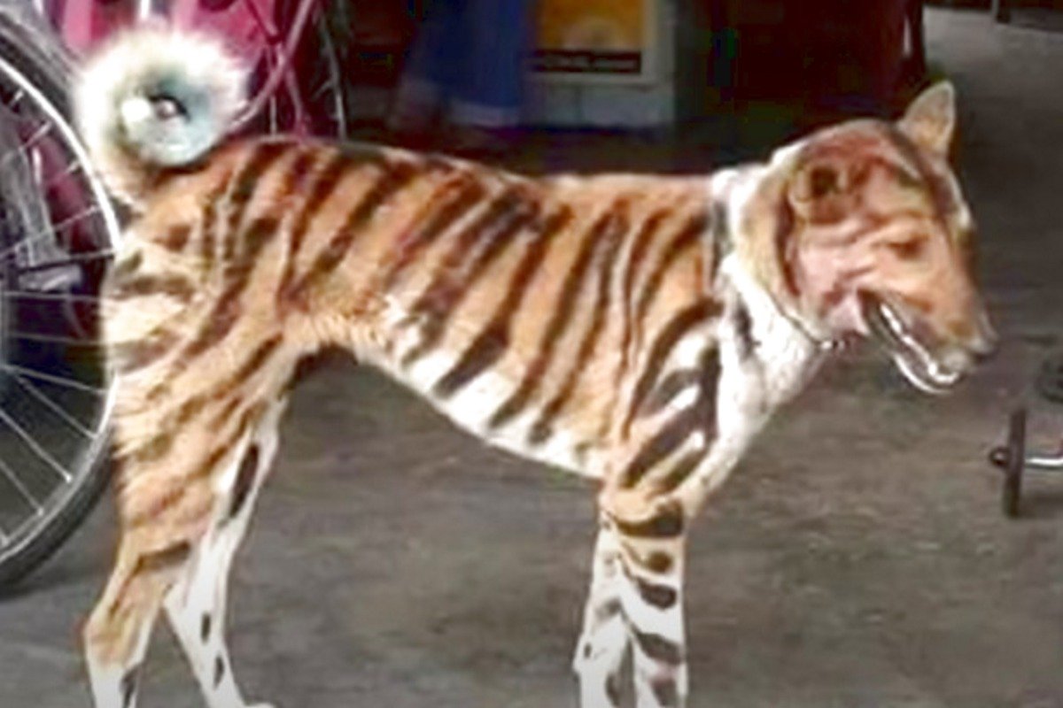 Собаку раскрасили под тигра
