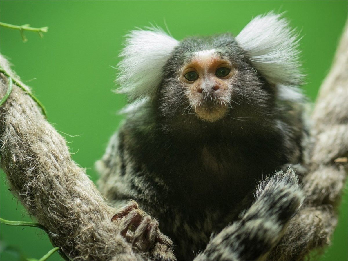 Обезьянка белоухая игрунка