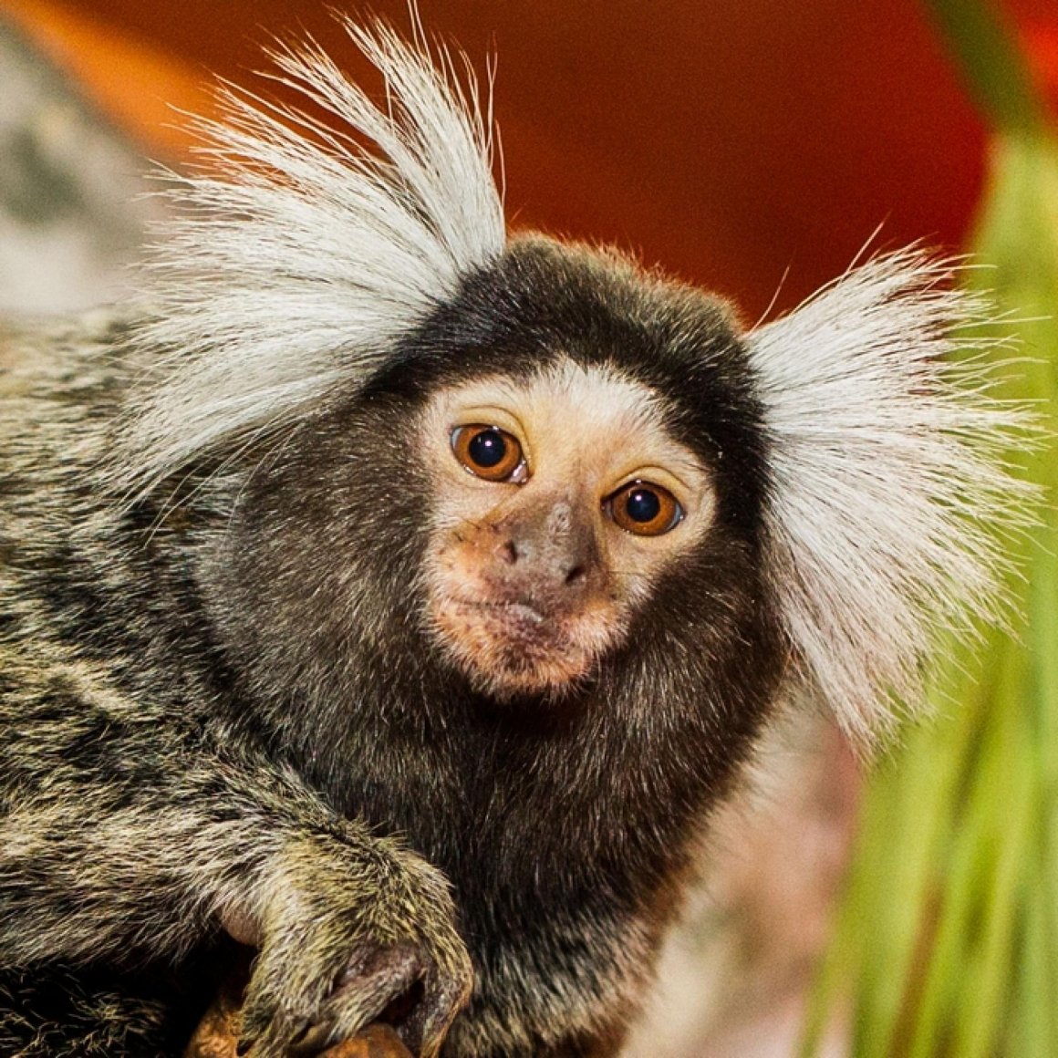 Белоухая игрунка