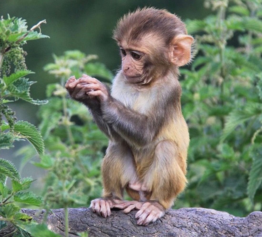 Фото обезьянки