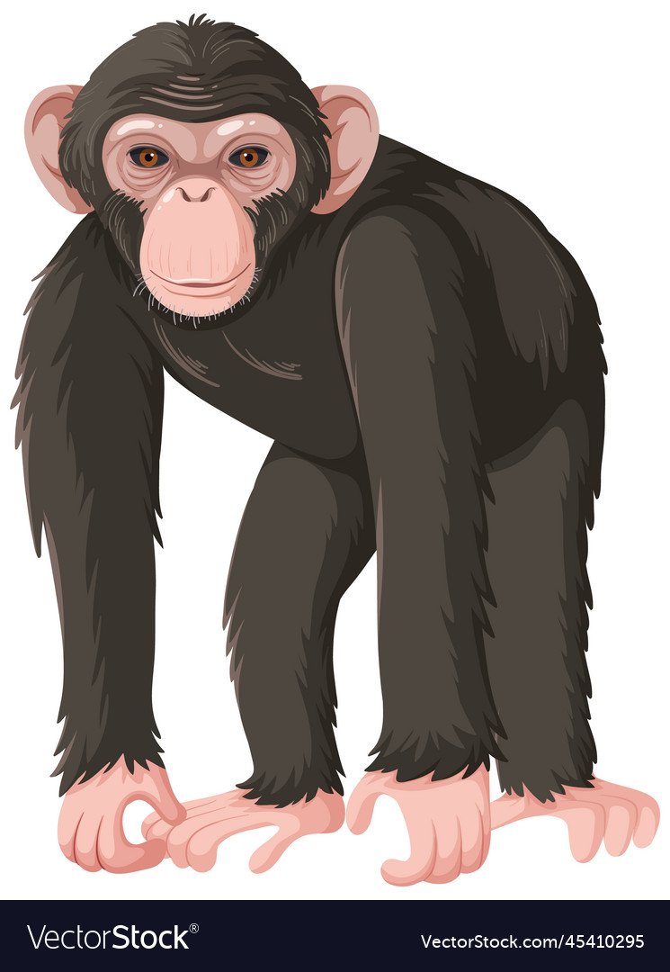 Смешные обезьянки картинки