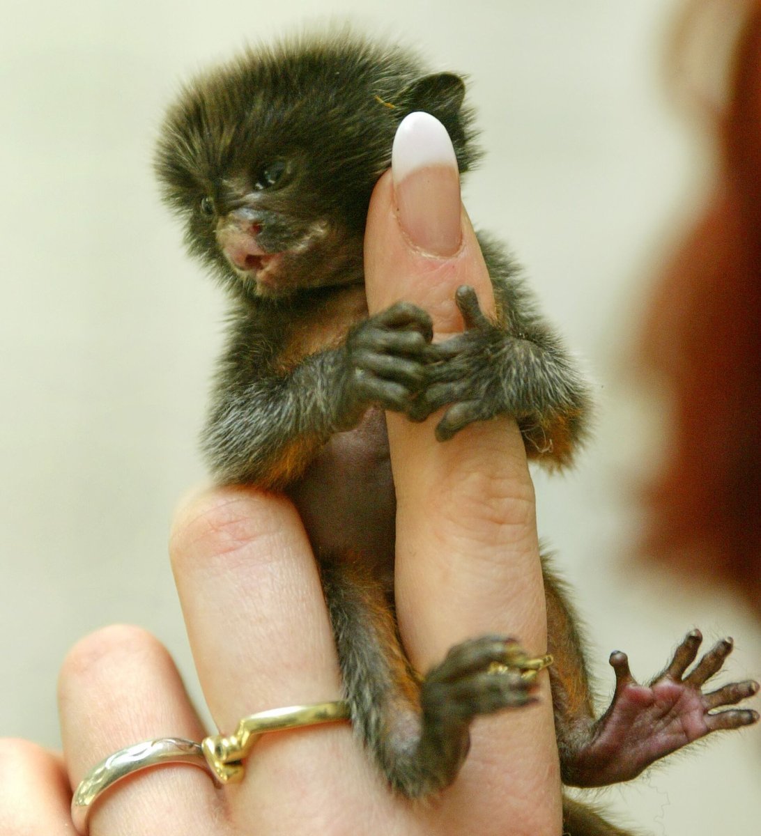 Мармозетка обезьянка
