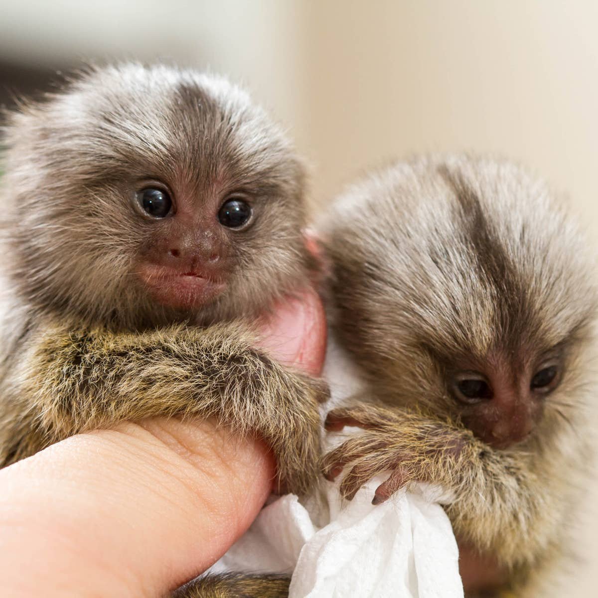 Карликовая обезьянка игрунка