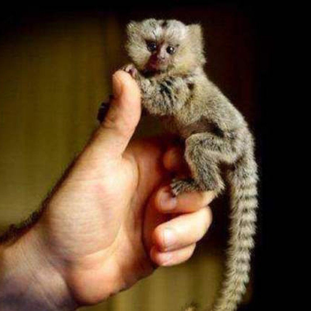 Карликовая игрунка